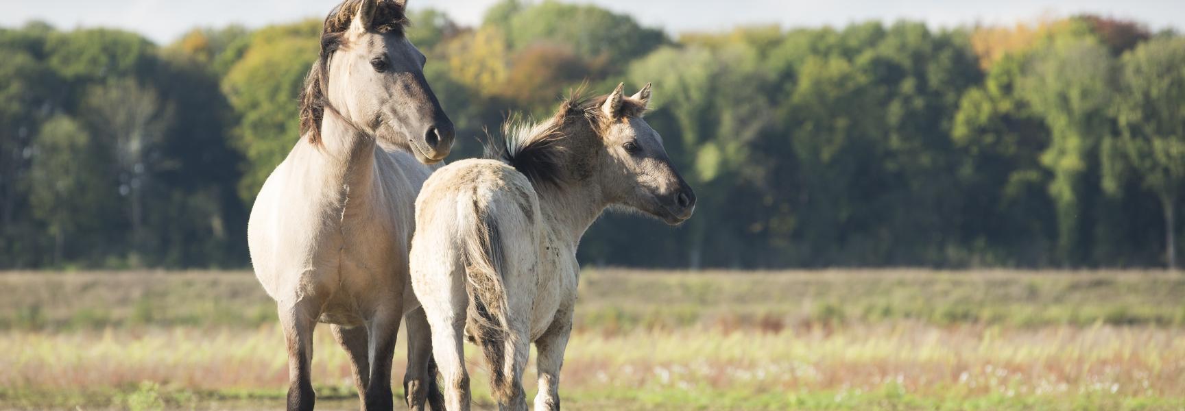 Ga mee op struintocht in coronatijd!