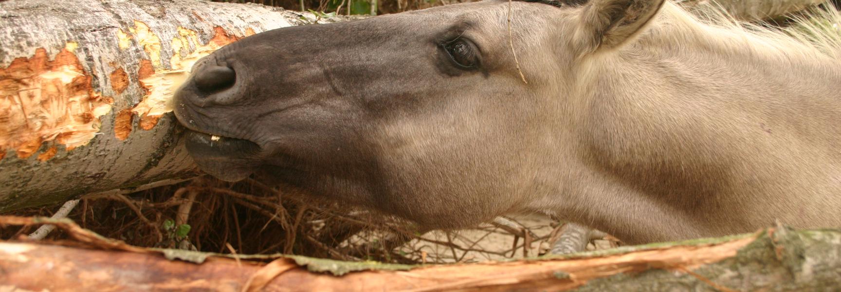 Koniks schillen wilg