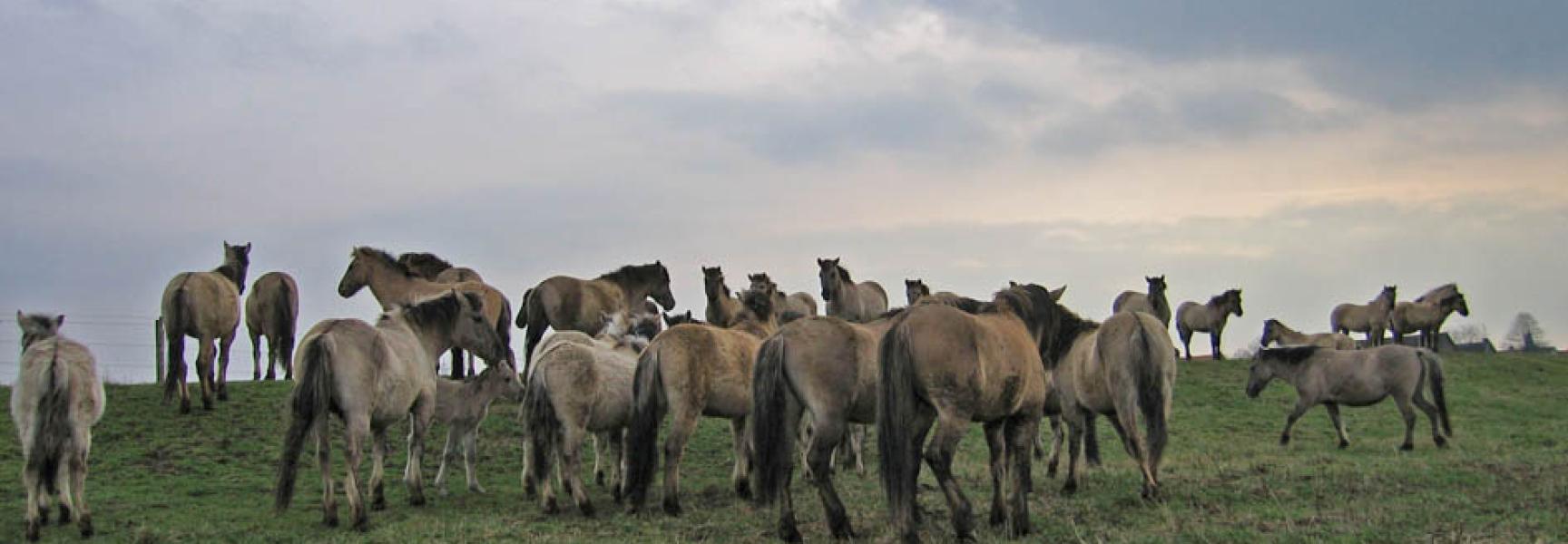 Konikpaarden op de Rug in Roosteren, foto Patrick van de Burg / FREE Nature