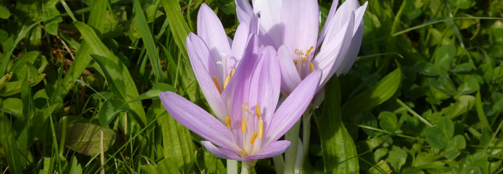 Herfsttijloos Grensmaas