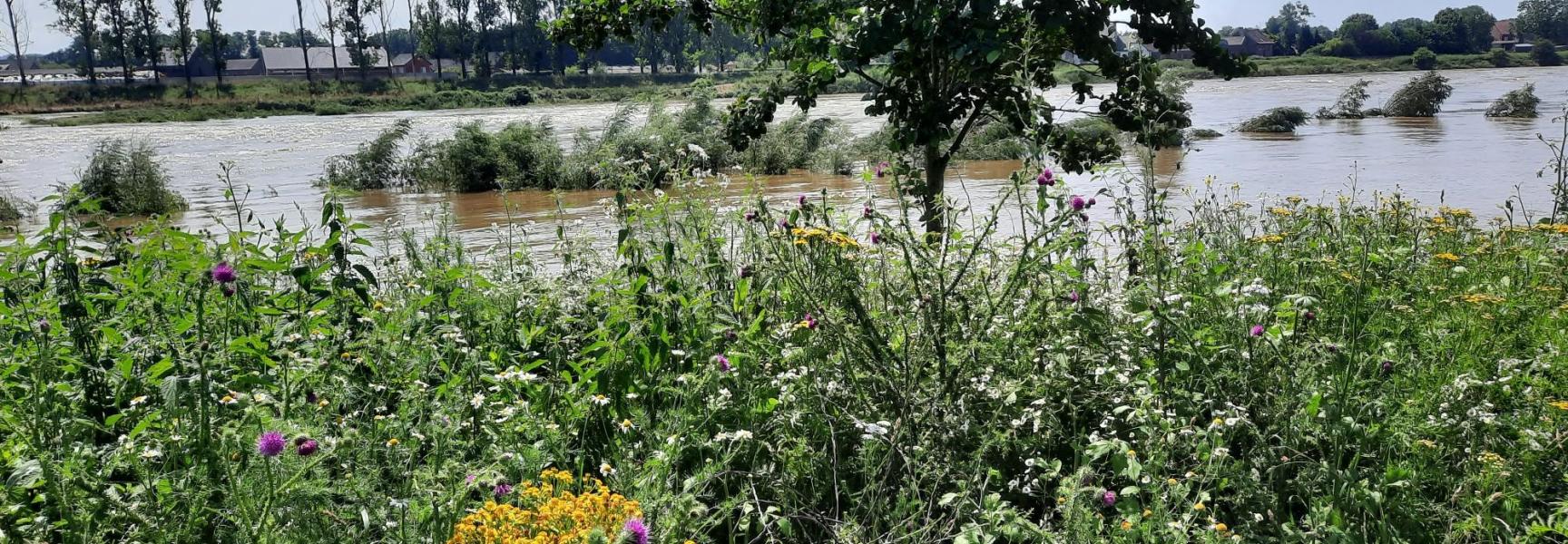 De Grensmaas, 1 dag na het zomerhoogwater