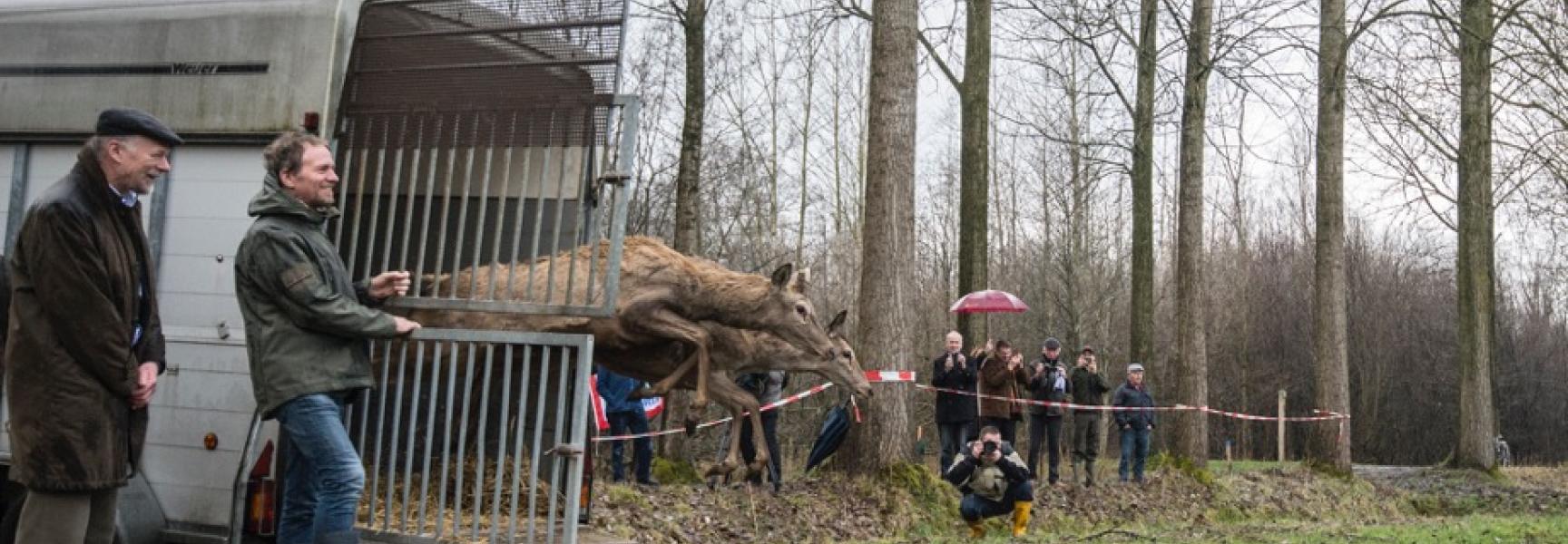 Het edelhert is terug in Brabant. Foto: James van Leuven