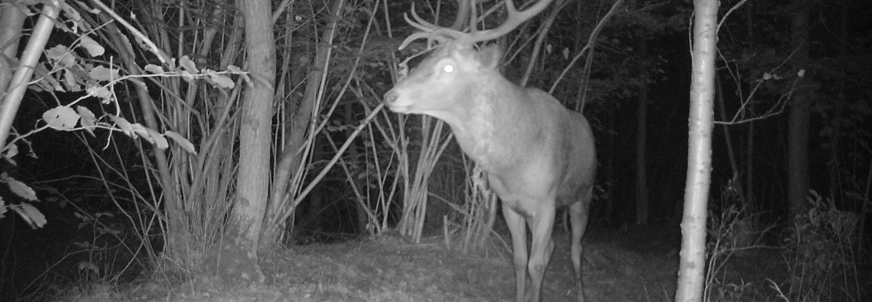 Het plaatshert (grootste, sterkste edelhert) voor de camera in natuurgebied de Mortelen aan het begin van de bronsttijd in de avond van 17 september