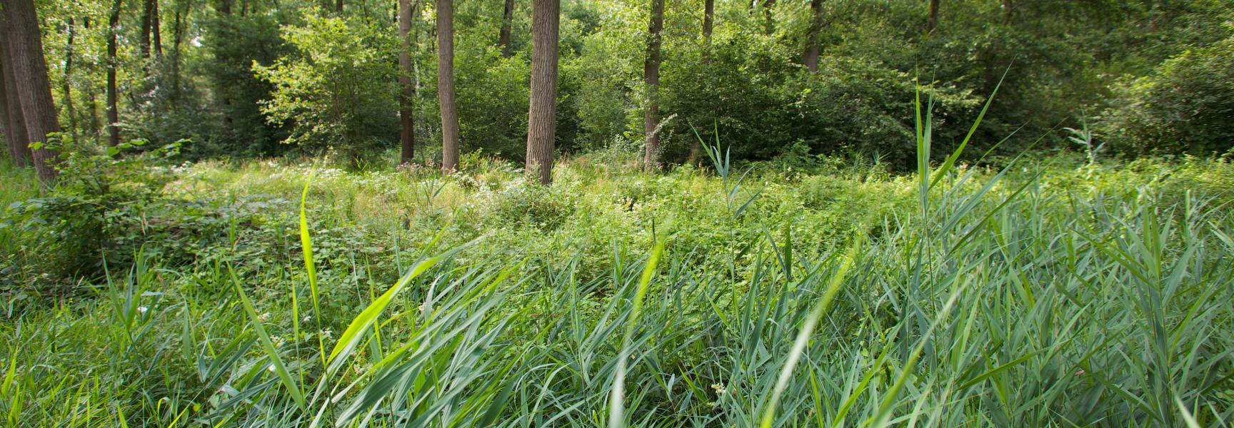 Edelhertgebied in Het Groene Woud