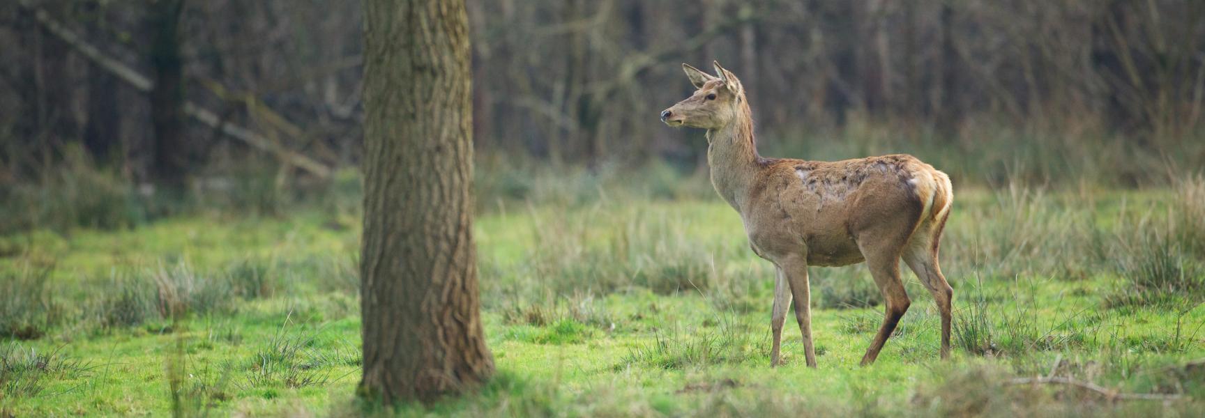 Terugkeer edelherten in Brabant