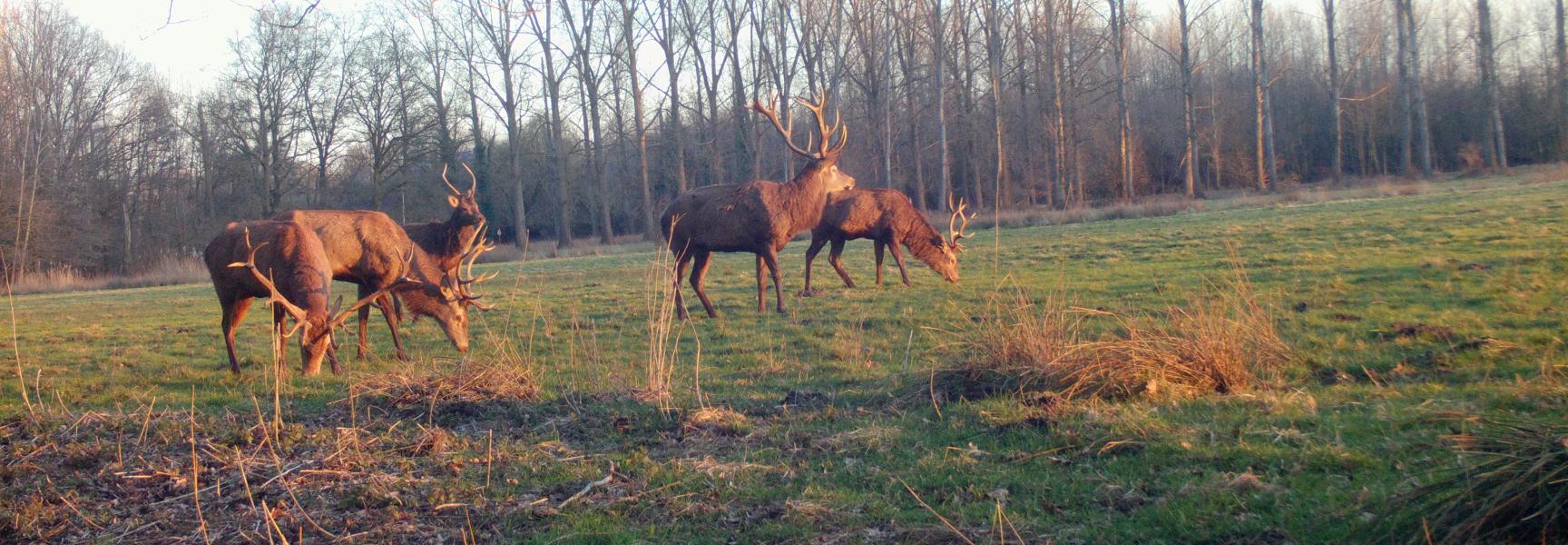 Edelherten in Het Groene Woud op wildcamera vastgelegd