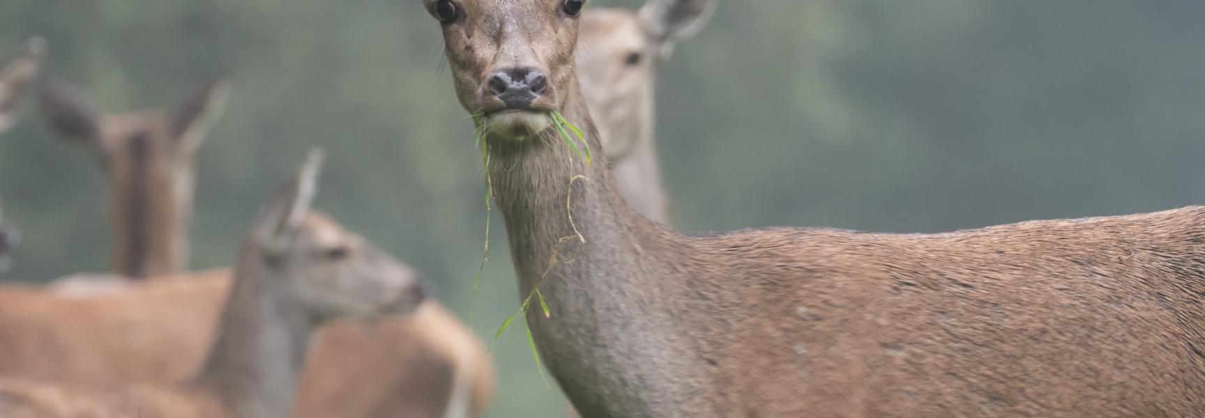 Edelherten in Het Groene Woud. Foto: Marco Renes, Brabants Landschap