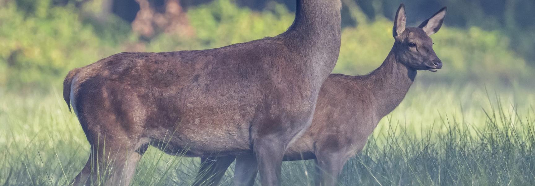 Edelherten in Het Groene Woud. Foto: Marco Renes, Brabants Landschap
