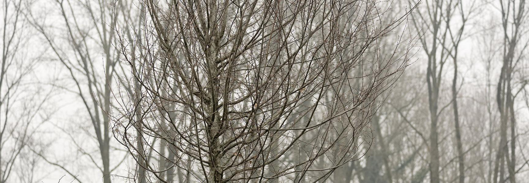 ARK en Trees for All plantten samen met de bedrijfsdonateurs van Trees for All de 100.000ste nieuwe boom – een grote haagbeuk – in Savendonk/De Geelders. Foto: Gabby Louwhoff