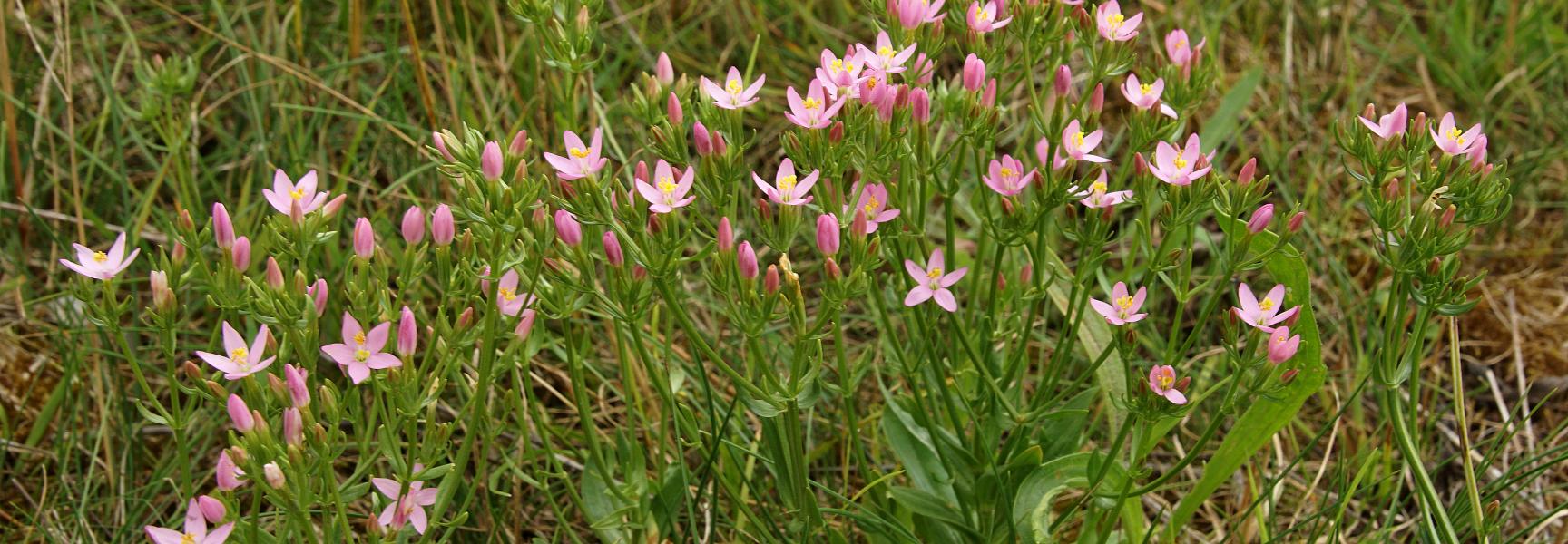 Duizend guldenkruid in natuurgebied Het Groene Woud. Foto: Bert Vervoort
