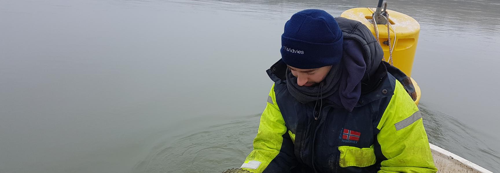 Gezenderde snoekbaars wordt uitgezet bij de Haringvlietdam. Foto: VisAdvies