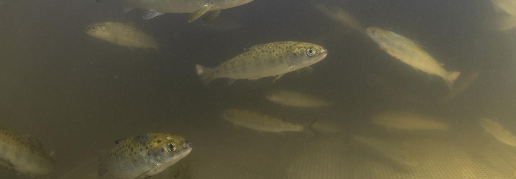 Zenderonderzoek zalmen. Foto: Arthur de Bruin, Blikonderwater