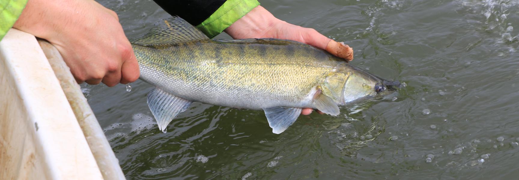Snoekbaars loslaten bij de Haringvlietdam. Foto: Niels Brevé