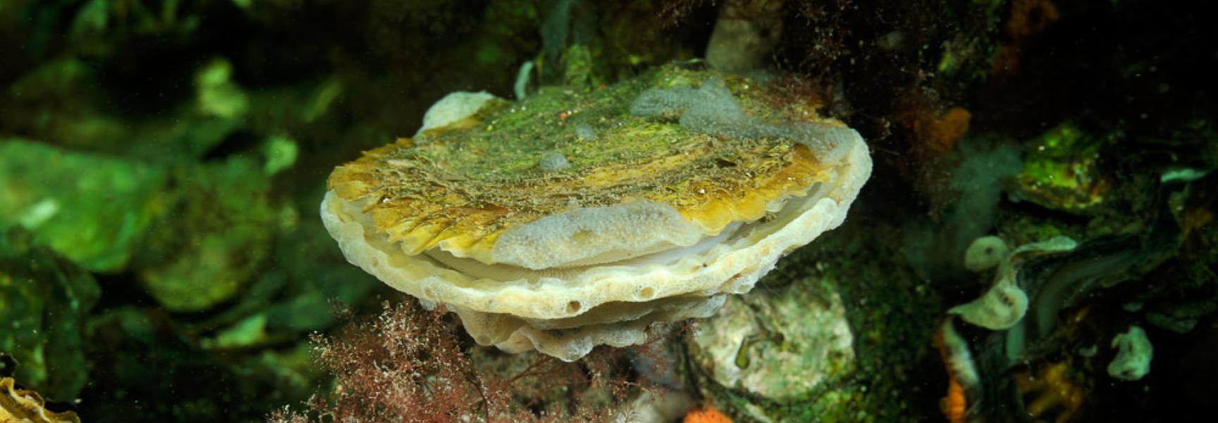 Platte oester; European flat oyster