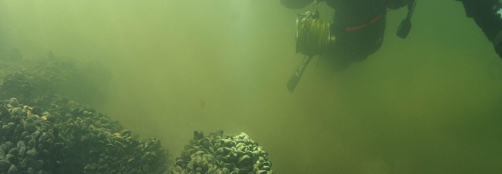 Quaggamossels duiker (foto: Roel van der Mast)