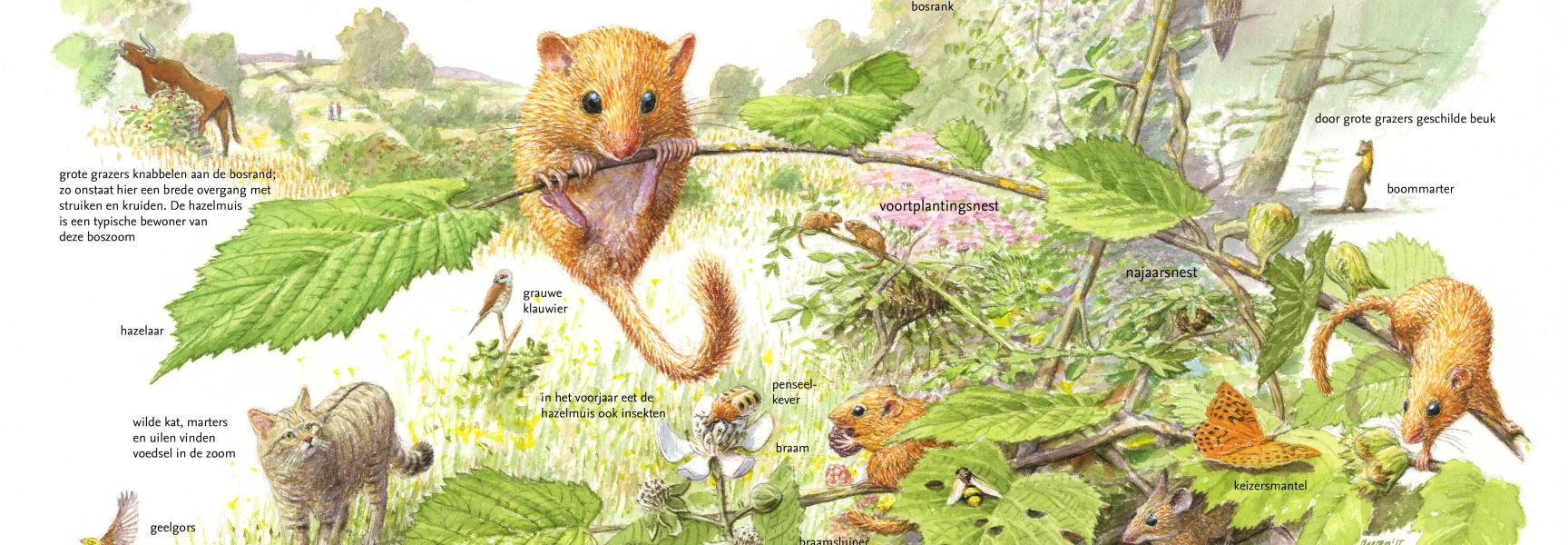 De hazelmuis: Boegbeeld van natuurlijke bosranden
