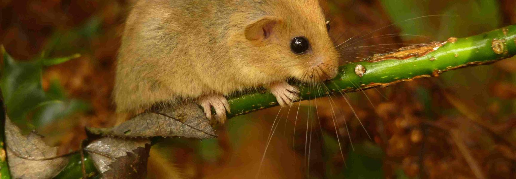 Hazelmuis, foto: Ruud Foppen