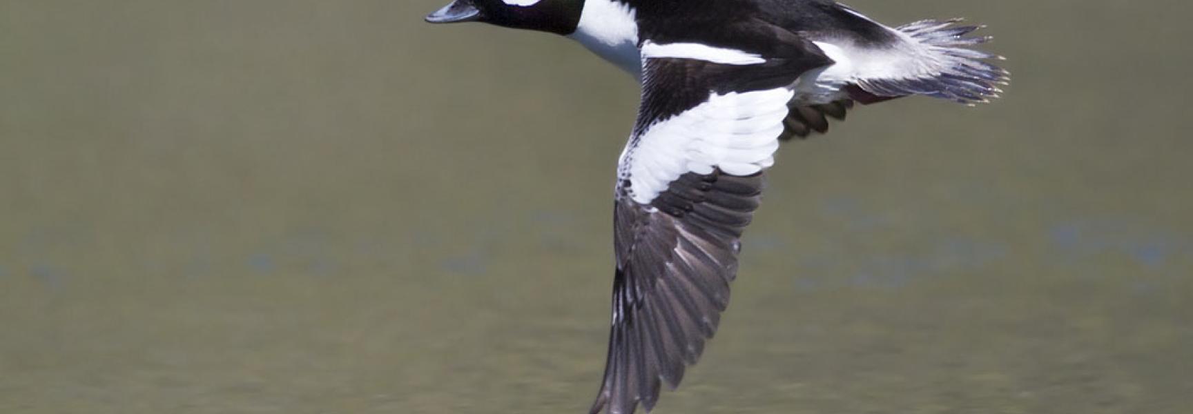 Buffelkopeend Bill Bouton