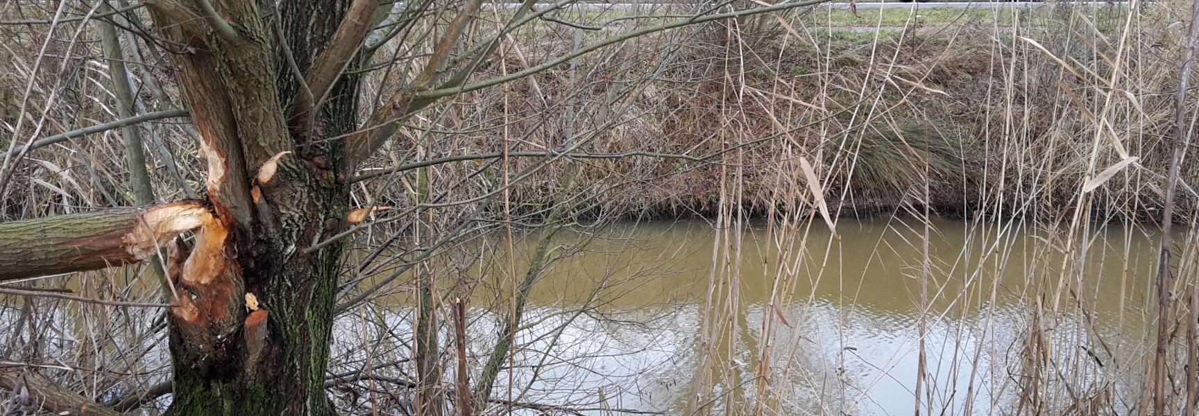 Bevervraat langs de Koedood. Foto: Niels Godijn