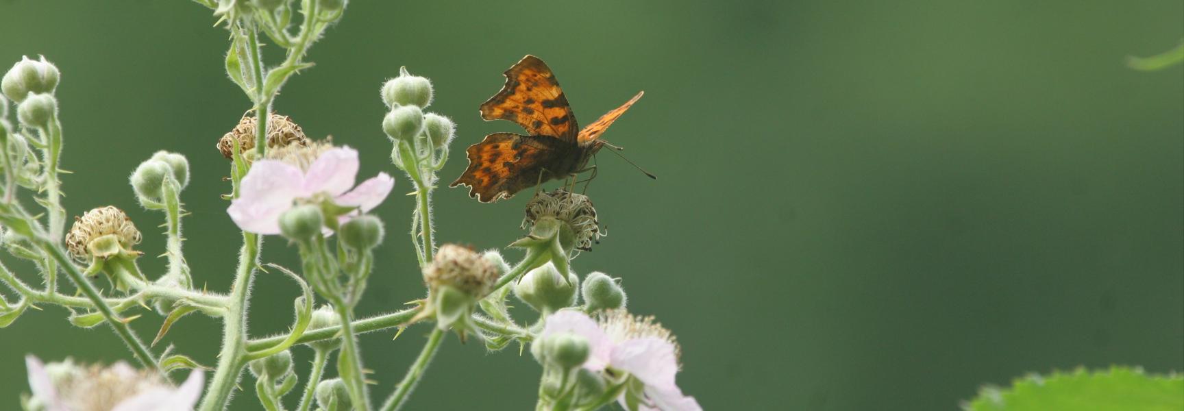 Ruigeplaatbos gehakkelde aurelia