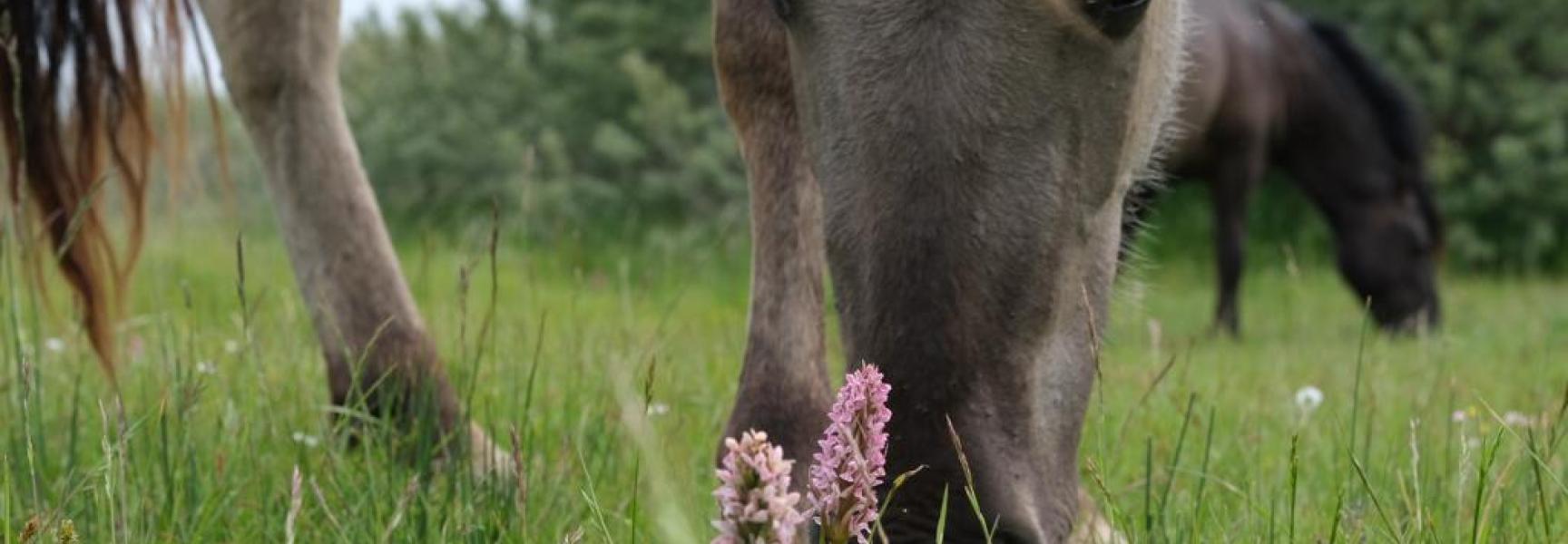 Konikpaard en vleeskleurige orchis op de Slikken van de Heen. Foto: Esther Linnartz-Nieuwdorp