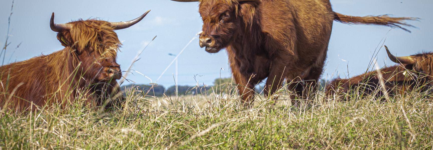 Schotse Hooglanders brengen de Kleine Willemswaard tot leven. Foto: Jan van den Berg