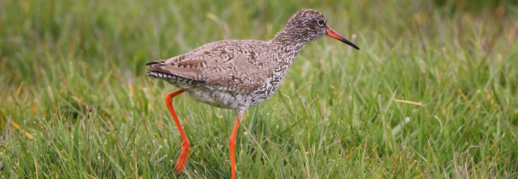 De tureluur is een weidevogel en moerasvogel die houdt van nattigheid