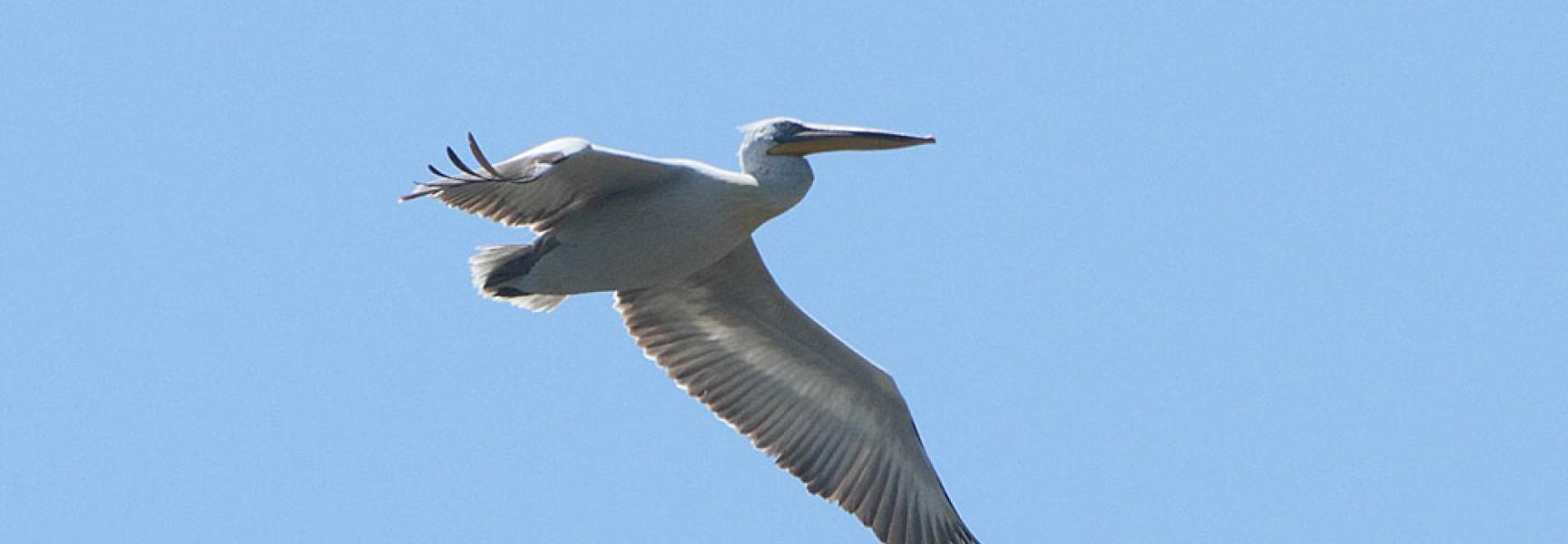 Kroeskoppelikaan vliegt door de lucht
