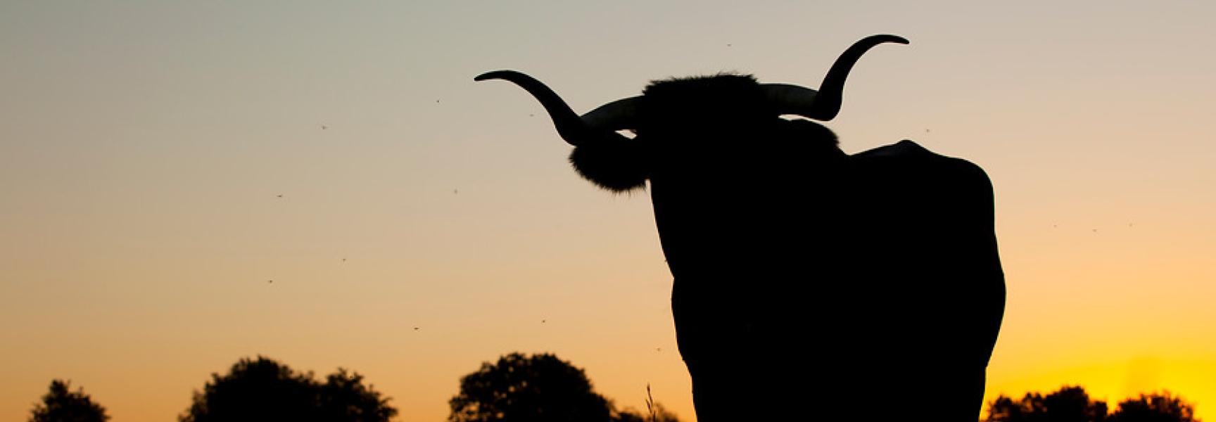 Tauros bij zonsondergang