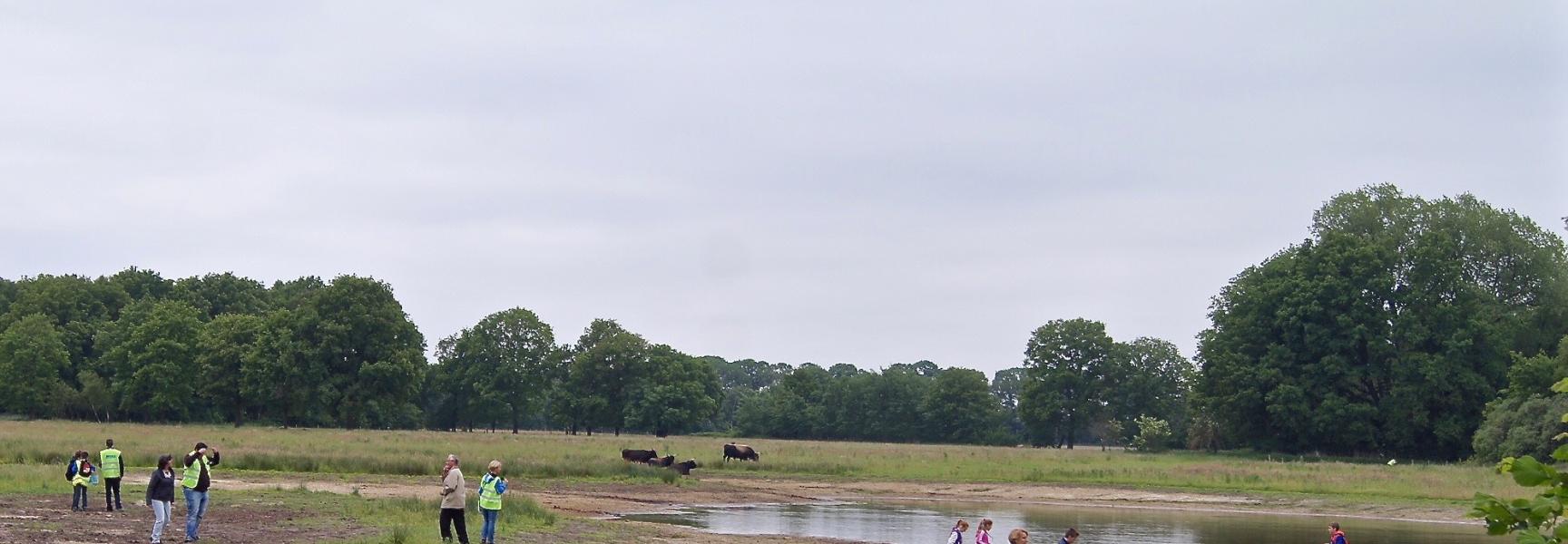 Veldles in het Kempen~Broek. Foto: Theo van der Heijden