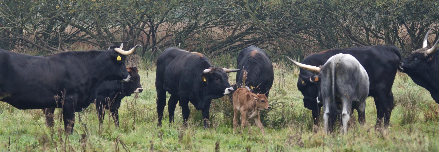Een pas geboren kalf maakt kennis met de kudde. Foto: Theo van der Heijden