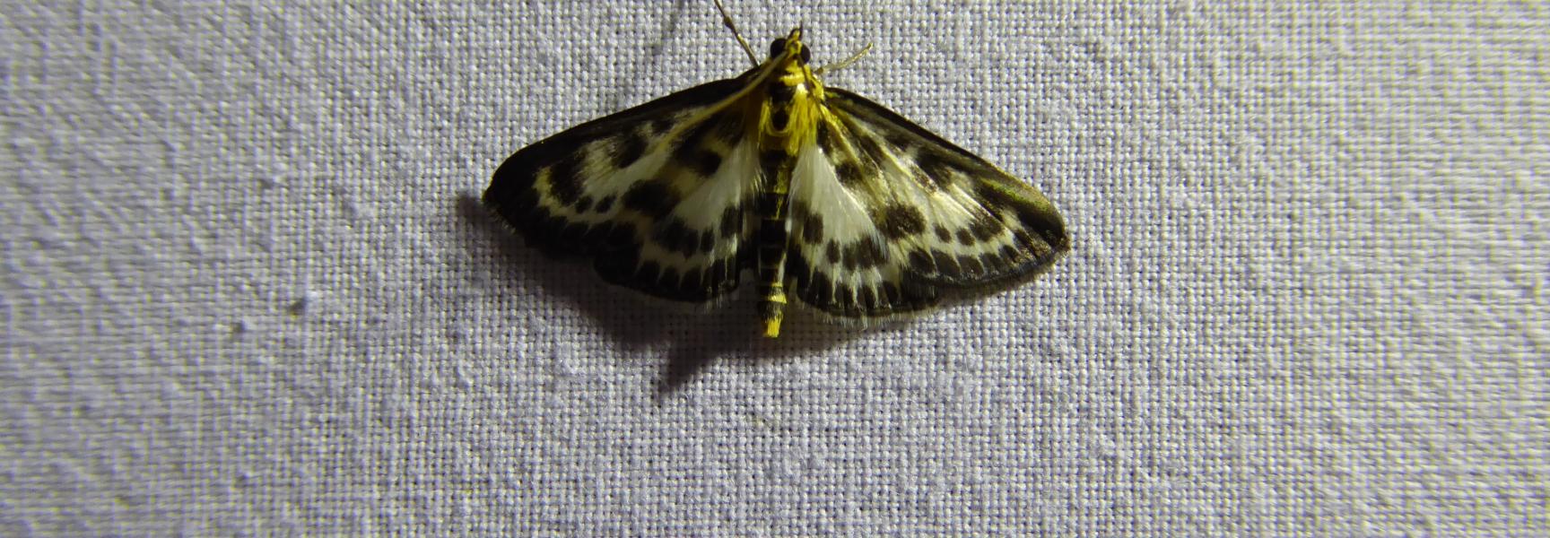 Bonte brandnetelmot Kempen~Broek