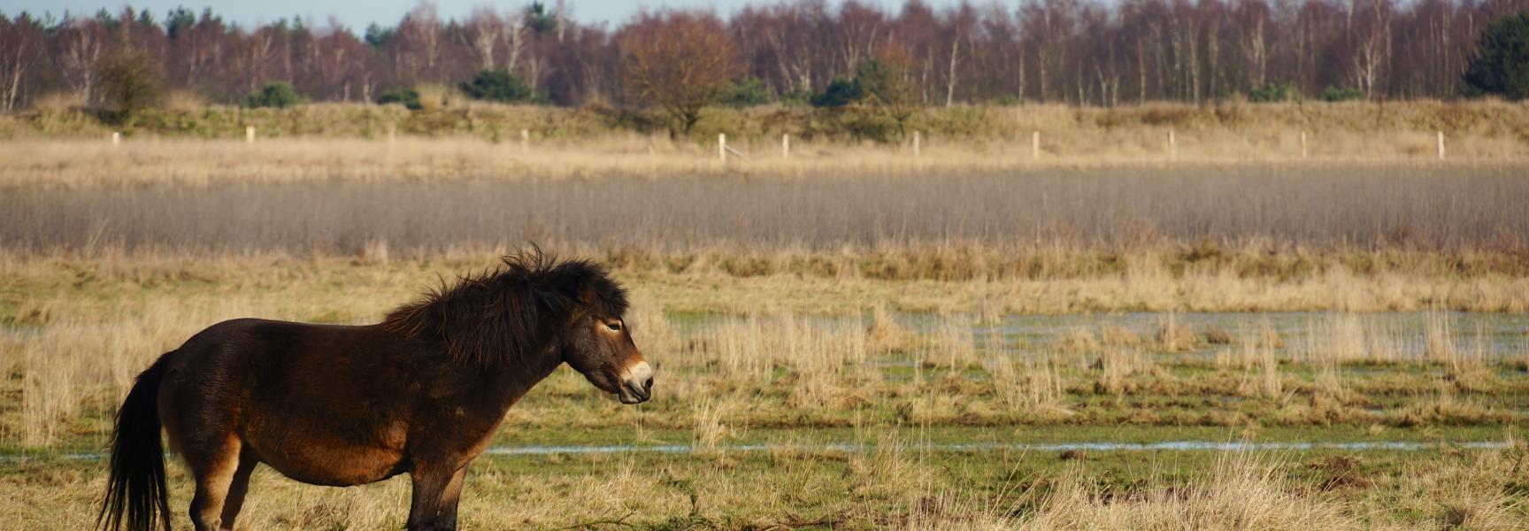 Exmoor pony Loozerheide