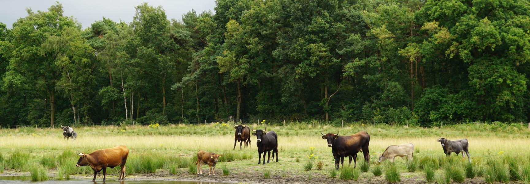 Taurossen in het Kempen~Broek