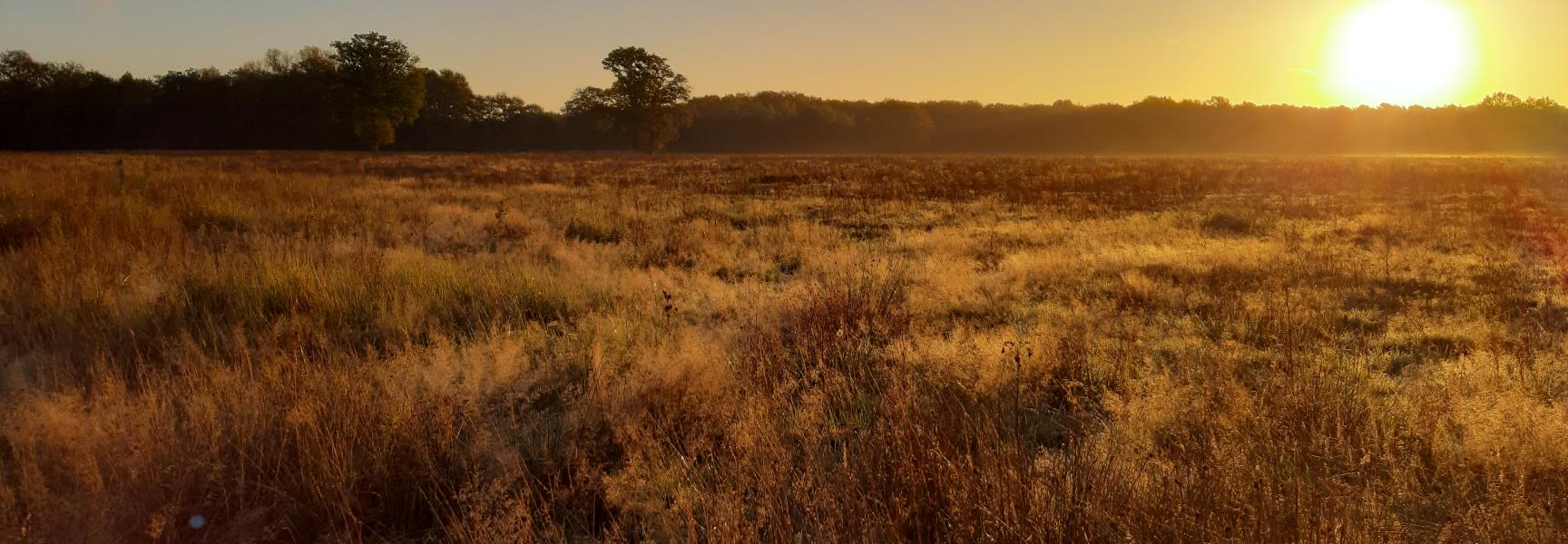 Graslanden bij zonsopkomst in het Kempen~Broek. Foto: Joep Crombag