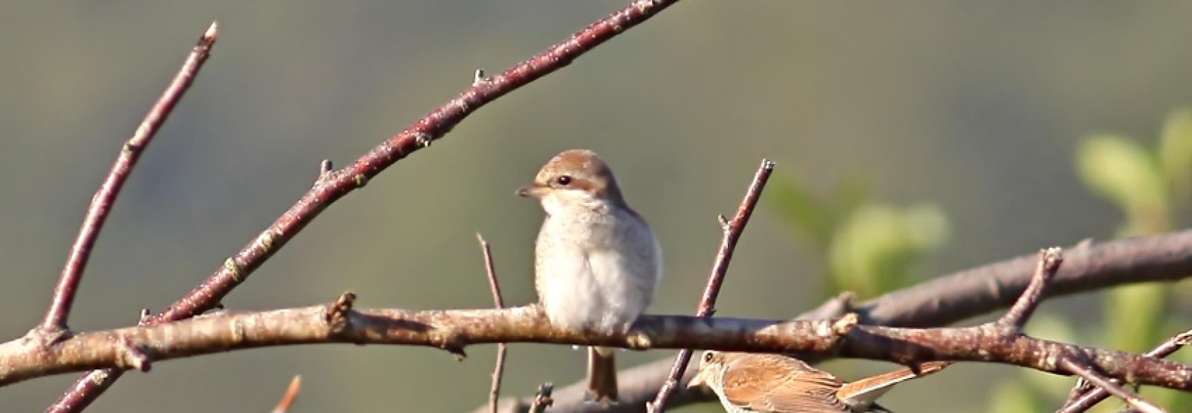 Jonge grauwe klauwieren op de Loozerheide, foto: Ruud Bouwman