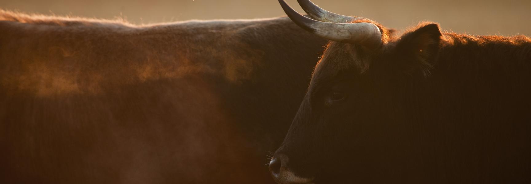 Tauros Wijffelterbroek