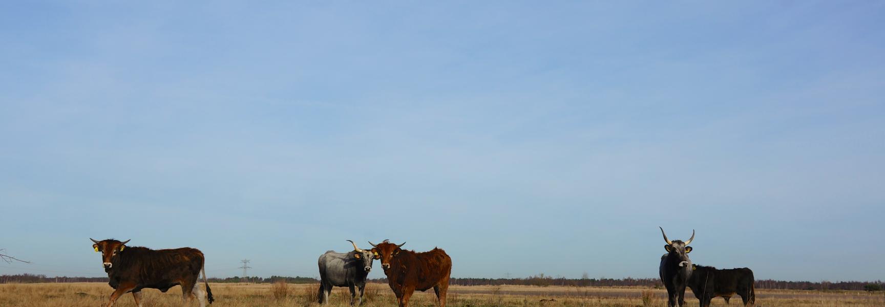 Taurossen Loozerheide