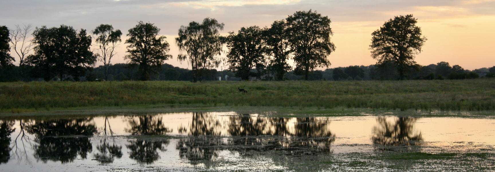 Je ziet een bosomgeving met bomen en water waarin de bomen weerkaatst worden. De zon gaat onder. 