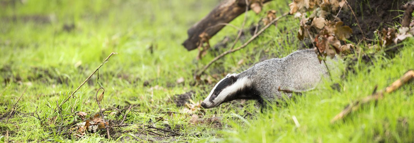 Das, foto: Bob Luijks