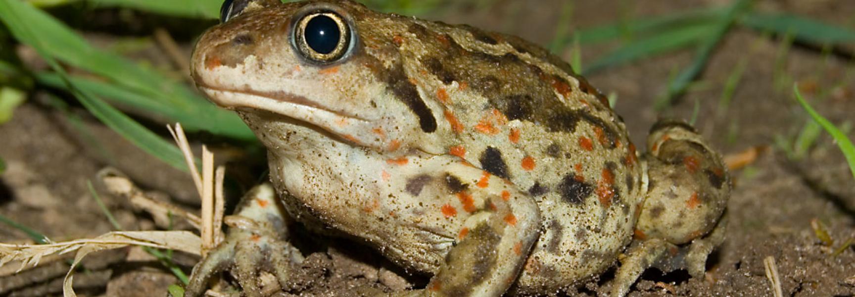 Knoflookpad Foto Douwe Schut