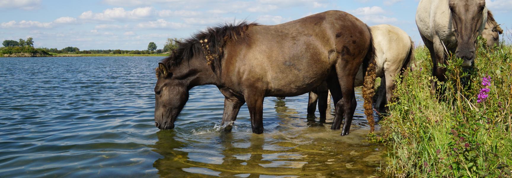 Konik Millingerwaard