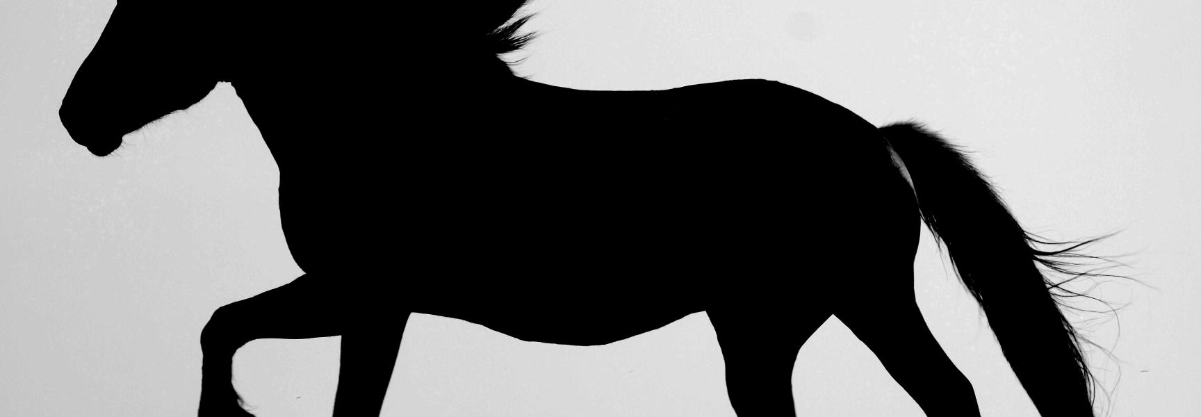 Konik
