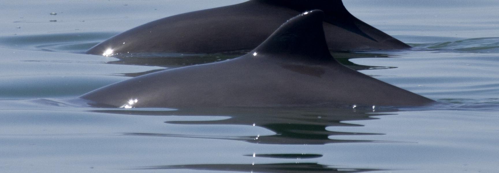 Bruinvissen. Foto: Ernst Schrijver