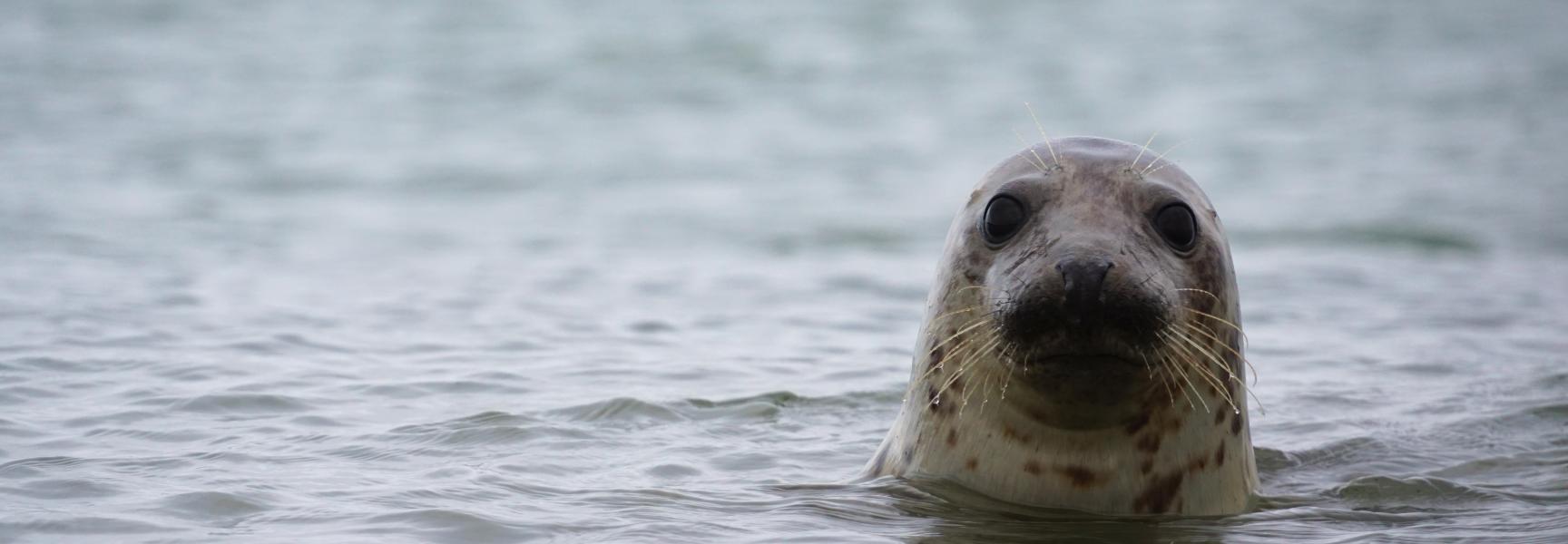 Grijze Zeehond