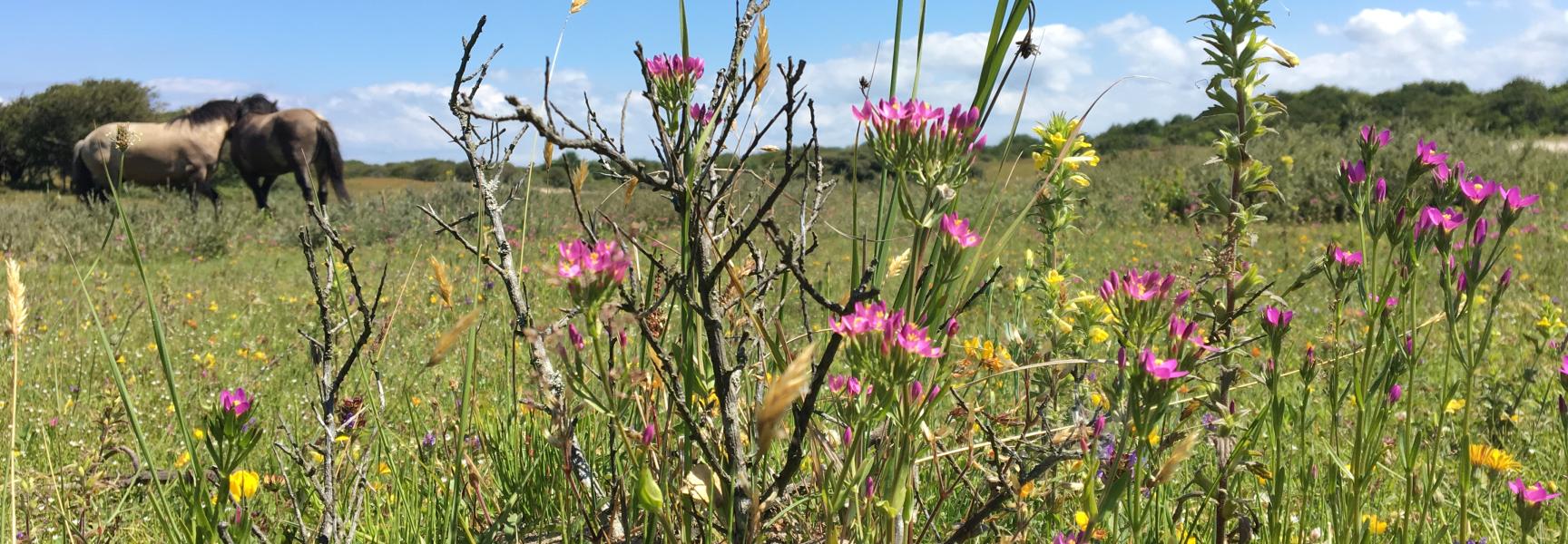 Paardenspoor met planten in duinvallei Oranjezon. Foto: Esther Linnartz, FREE Nature