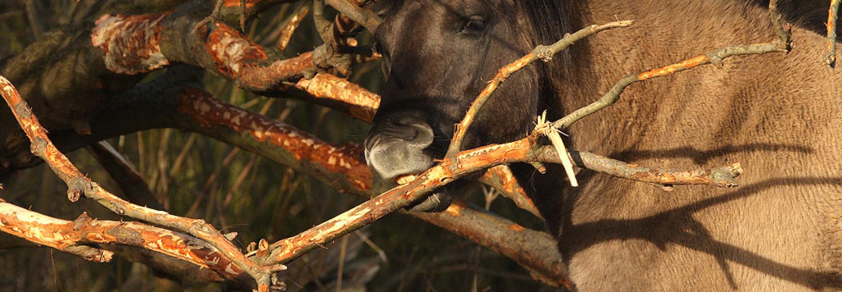 Konikpaard schilt schietwilg. Foto: Leo Linnartz