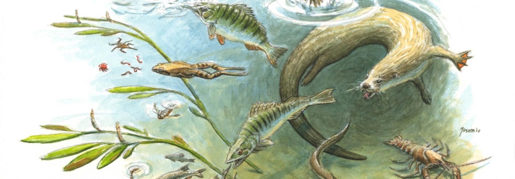 Otter Tekening: Jeroen Helmer