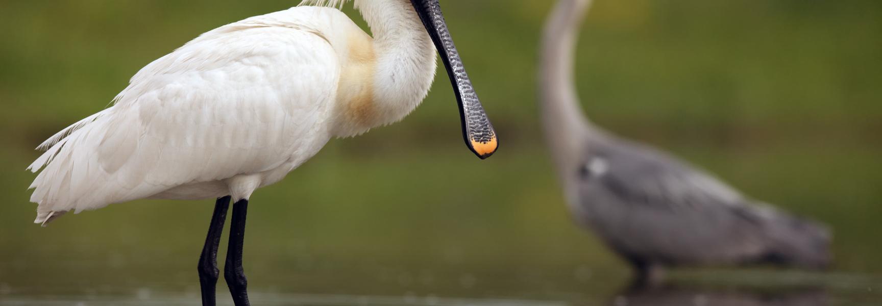 Lepelaar. Foto: Karel Bartik/Shutterstock