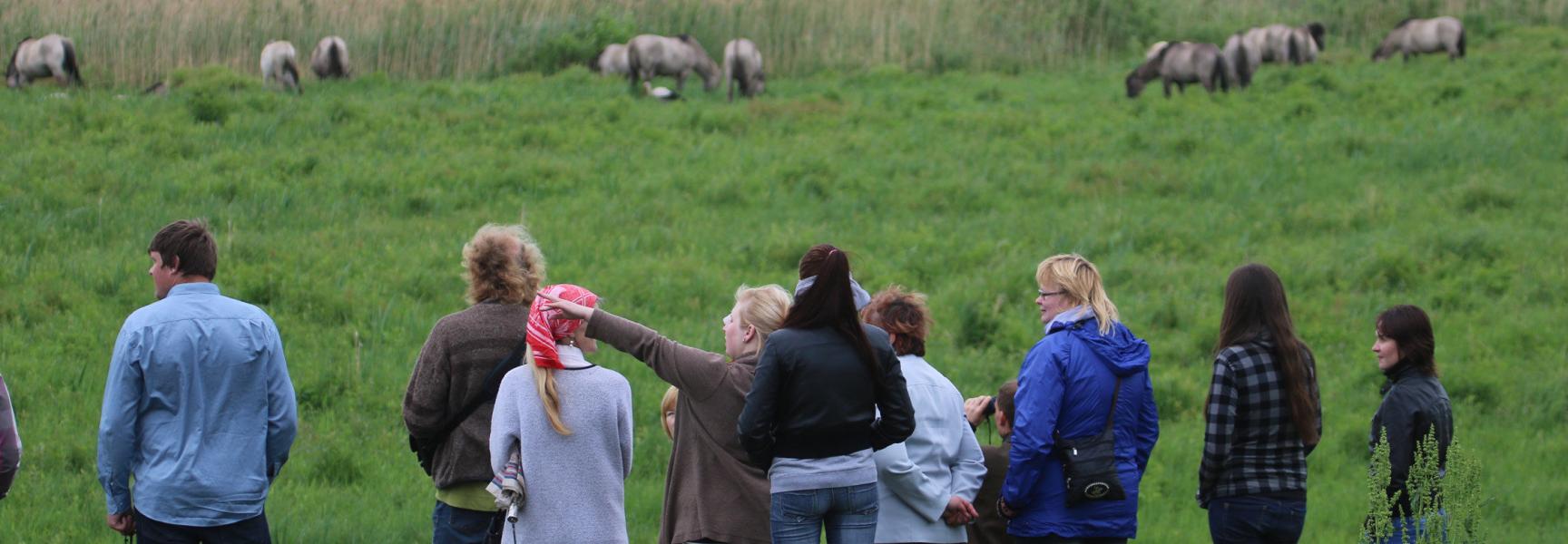Konikpaarden in Letland